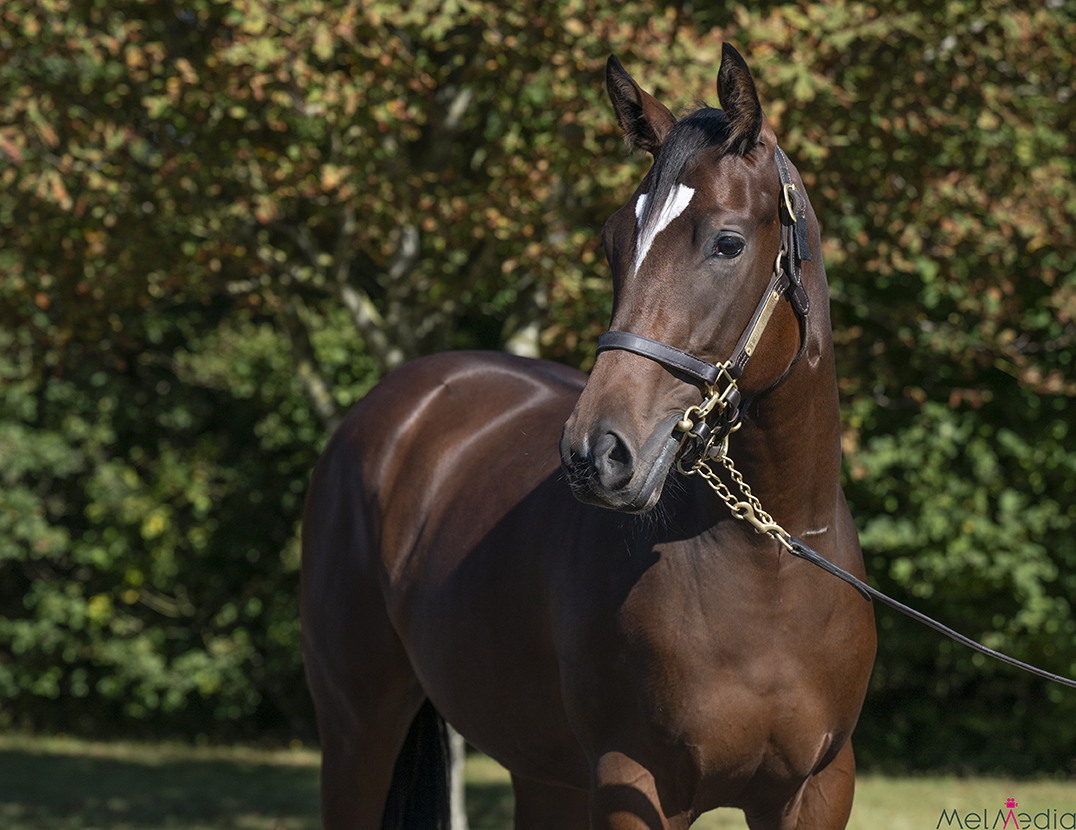 Lot 407 ex Shambolic head