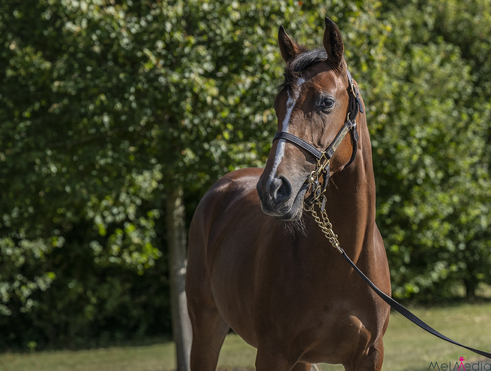 Lot 410 ex She's Got You head