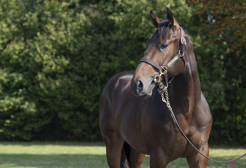 Lot 435 ex Star Terms head