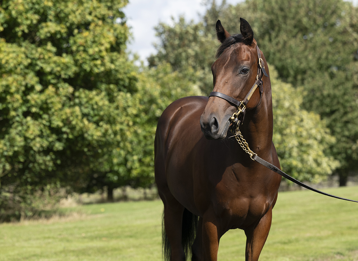 Lot 13 Blackbeard x Alfea-2head