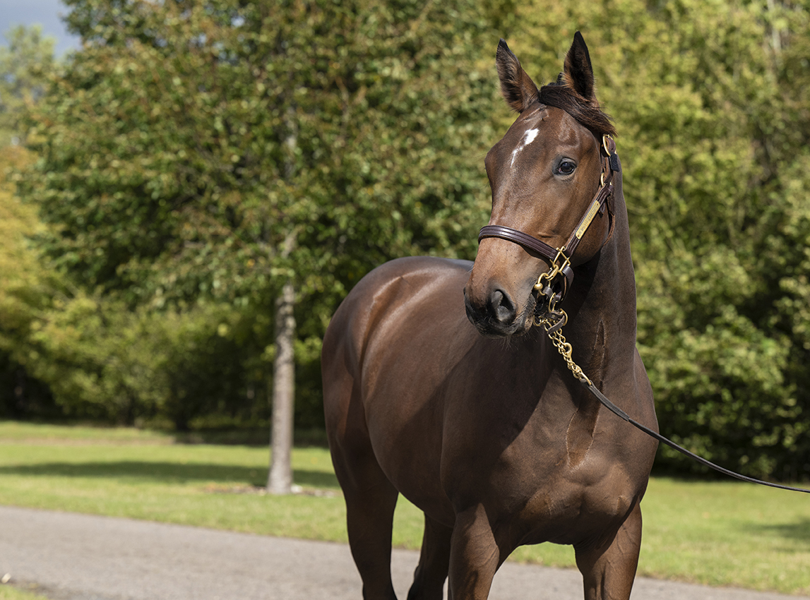 Lot 15 Frankel x Aljazzi-3head