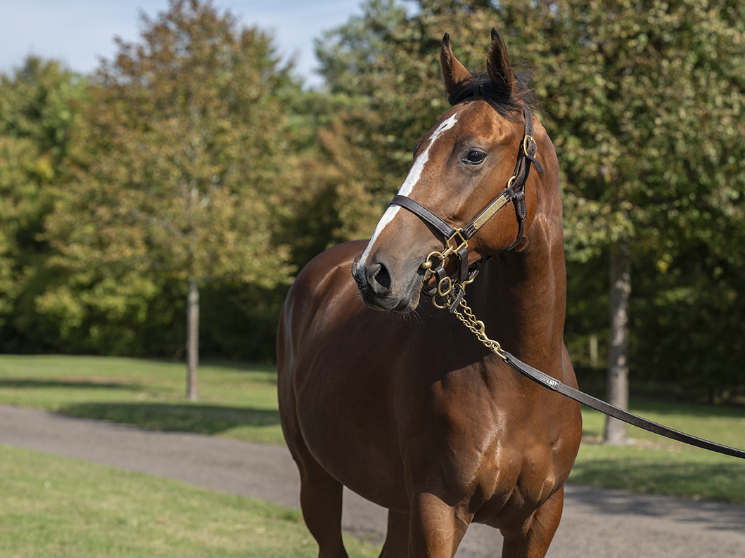 Lot 177 Lope De Vega Hazaranda-2 head