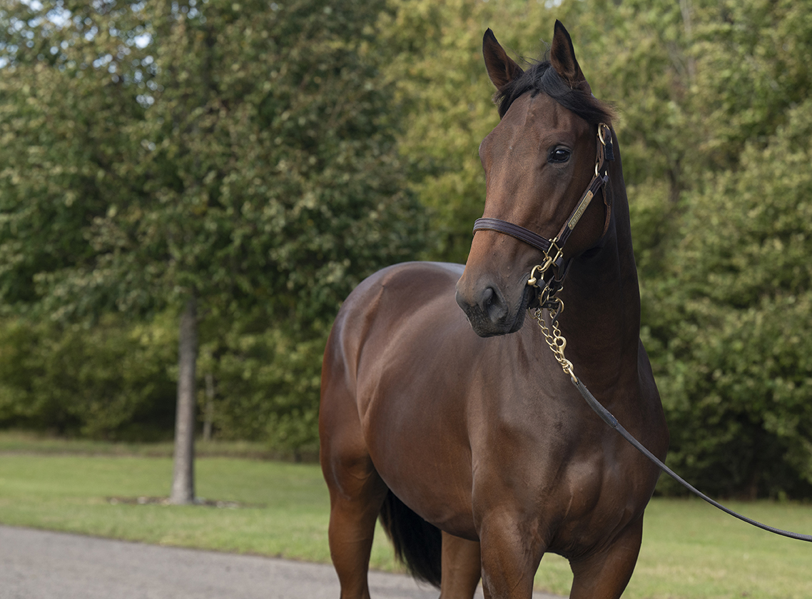 Lot 195 Wootton Bassett x Indian Blessing head