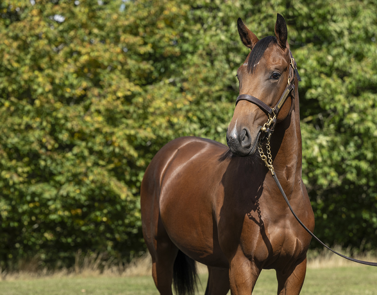 Lot 235 Starman x Like A Charm-3head