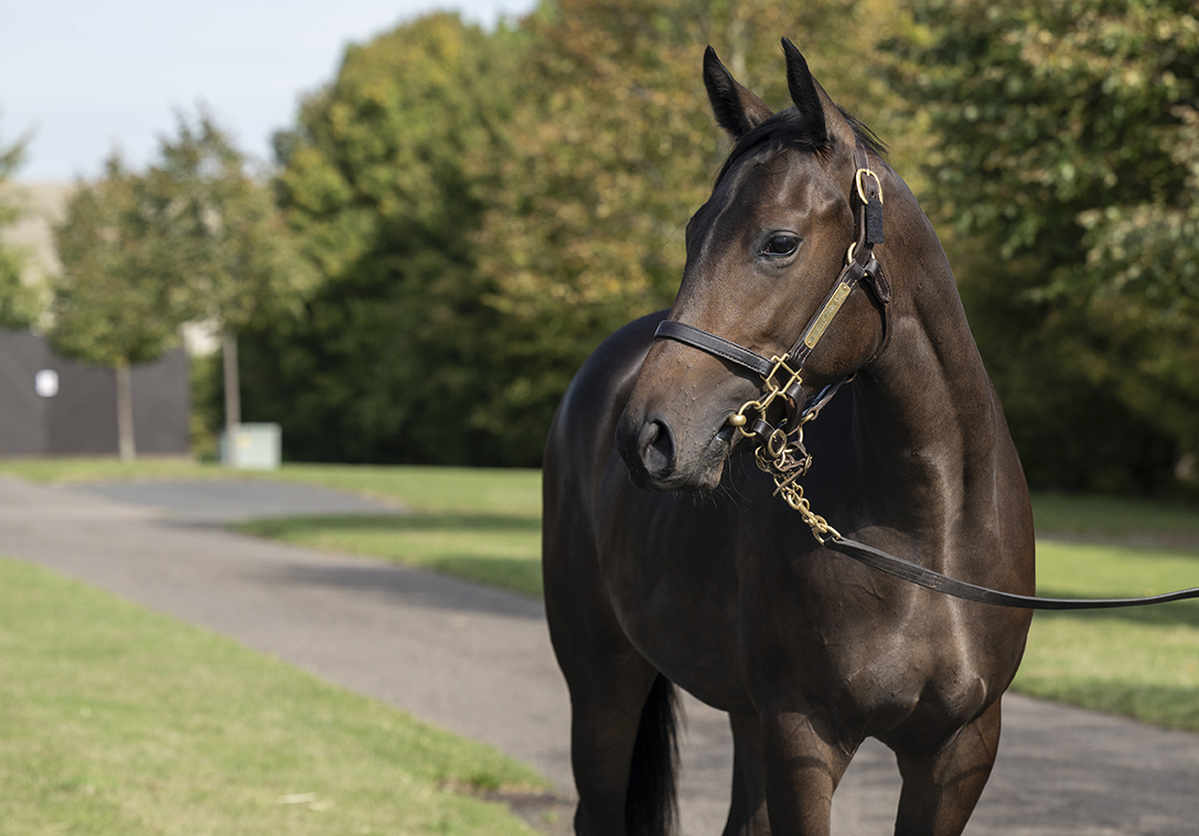 Lot 284 Frankel x Moon A Lisa-2head
