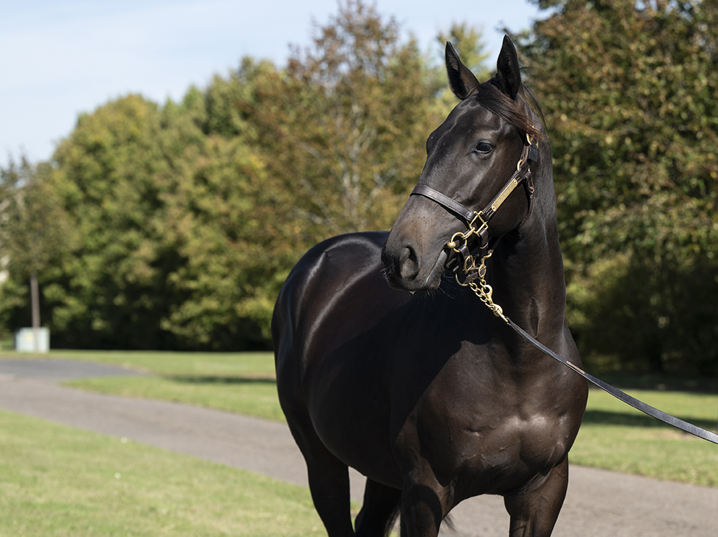 Lot 289 Baaeed x Mrs Sippy-3 head
