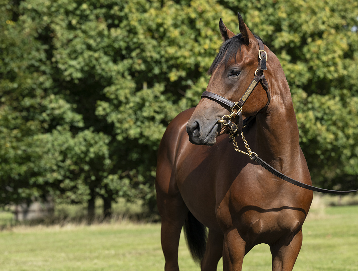 Lot 296 Siyouni x Naseej-3 head
