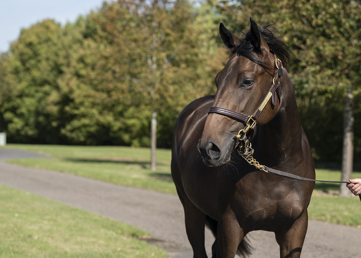 Lot 309 Wootton Bassett x Oblong Song-2 head