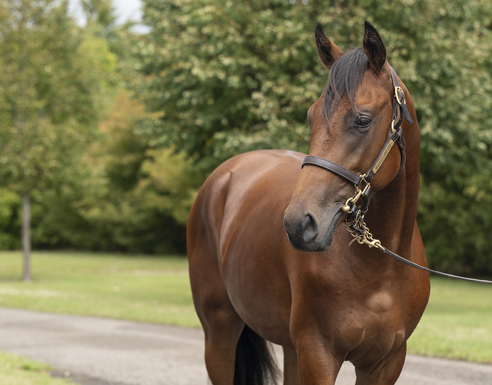 Lot 312 Kingman x One Voice-2 head