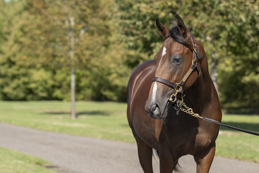 Lot 317 Kingman x Over All head