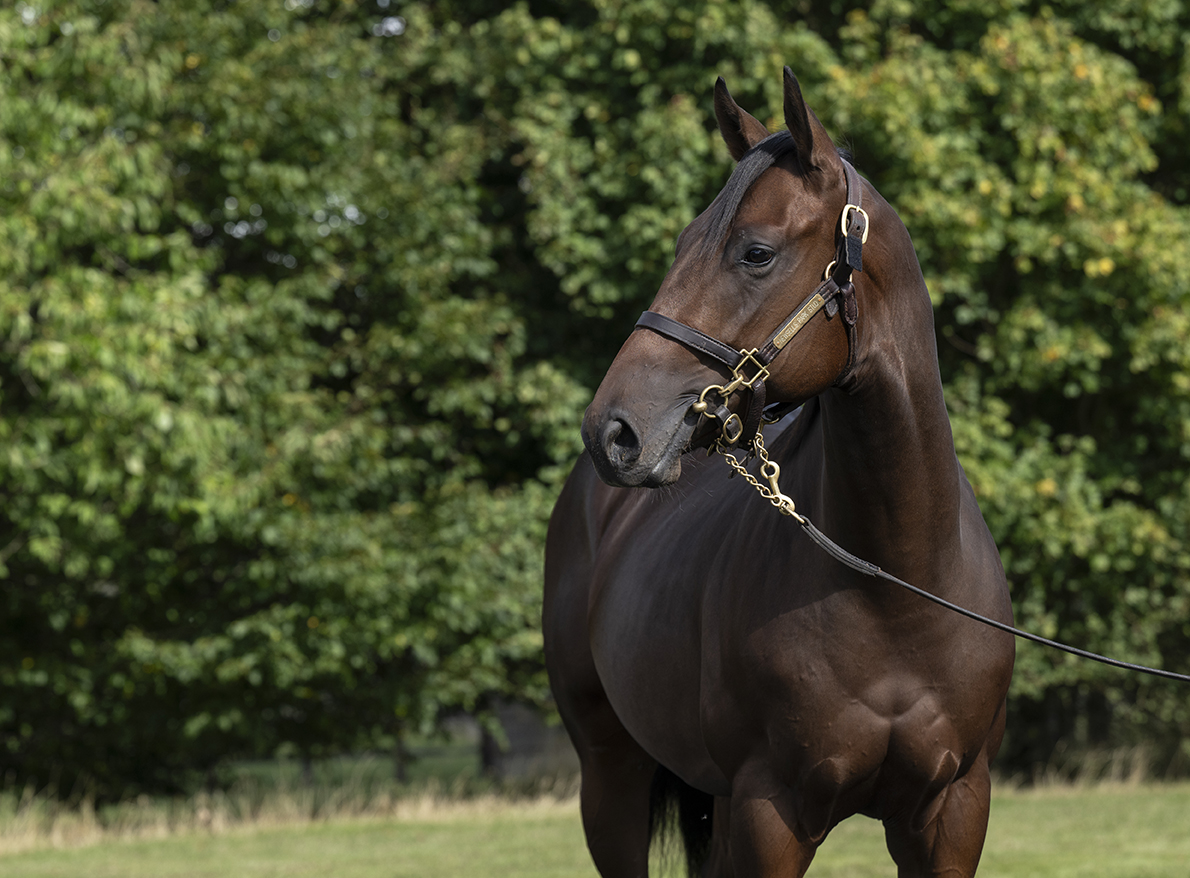 Lot 349 Wootton Bassett x Qabala-2 head