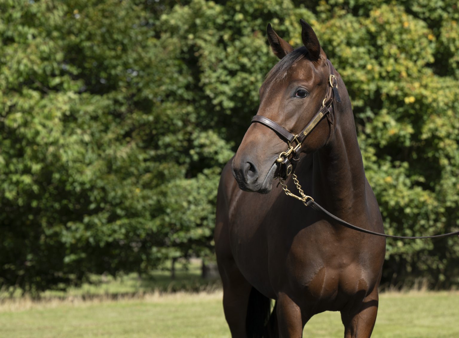 Lot 350 Lope De Vega x Quaduna-2head