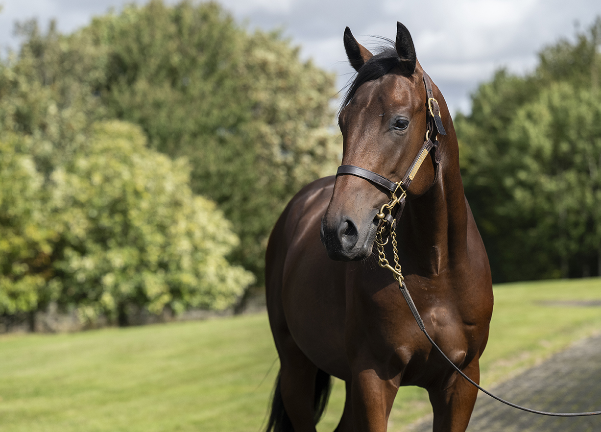Lot 363 Kingman x Quitera-2 head