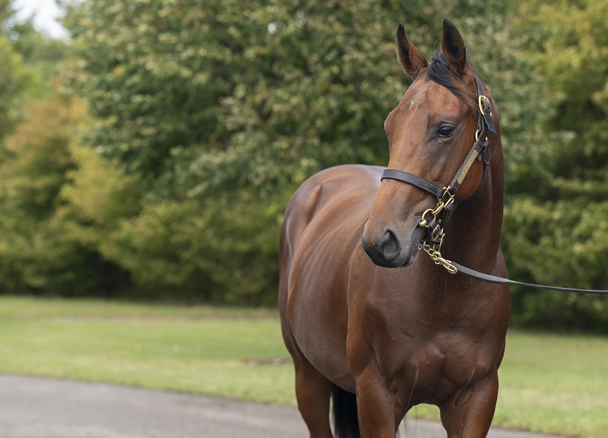 Lot 364 Night of Thunder x Qushchi-2 head