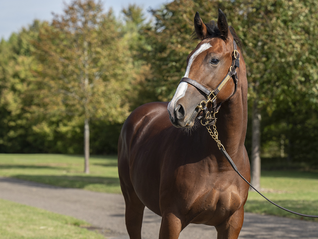 Lot 411 Frankel x She's Got You-2 head