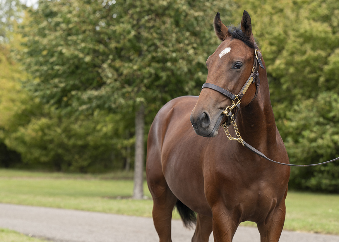 Lot 450 Kingman x Star Terms-2 head