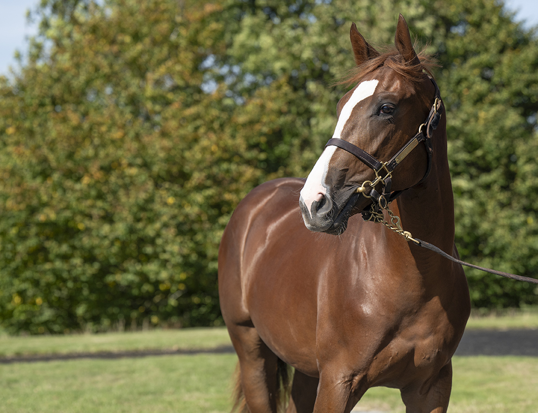 Lot 468 Siyouni x Teppal Head Shot