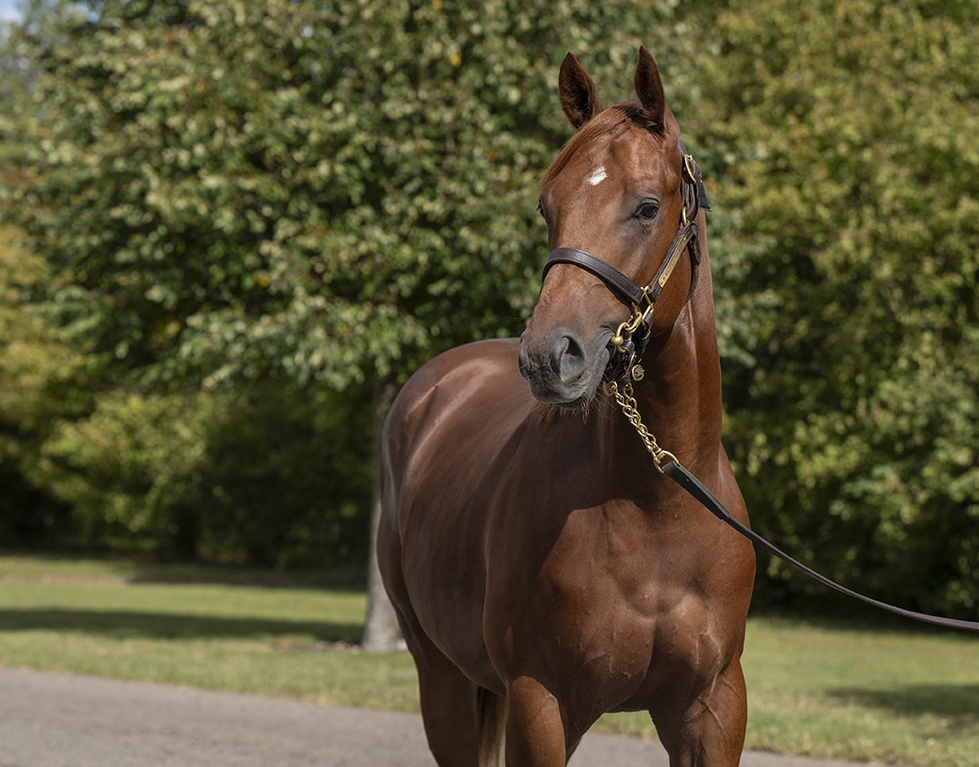 Lot 495 Sea The Stars x Via Manzoni-2head