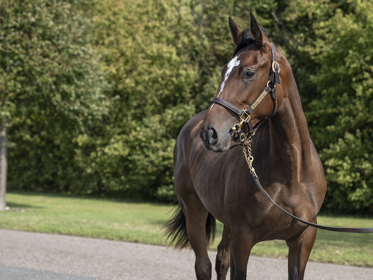 Lot 497 Frankel x Villa Marina_head