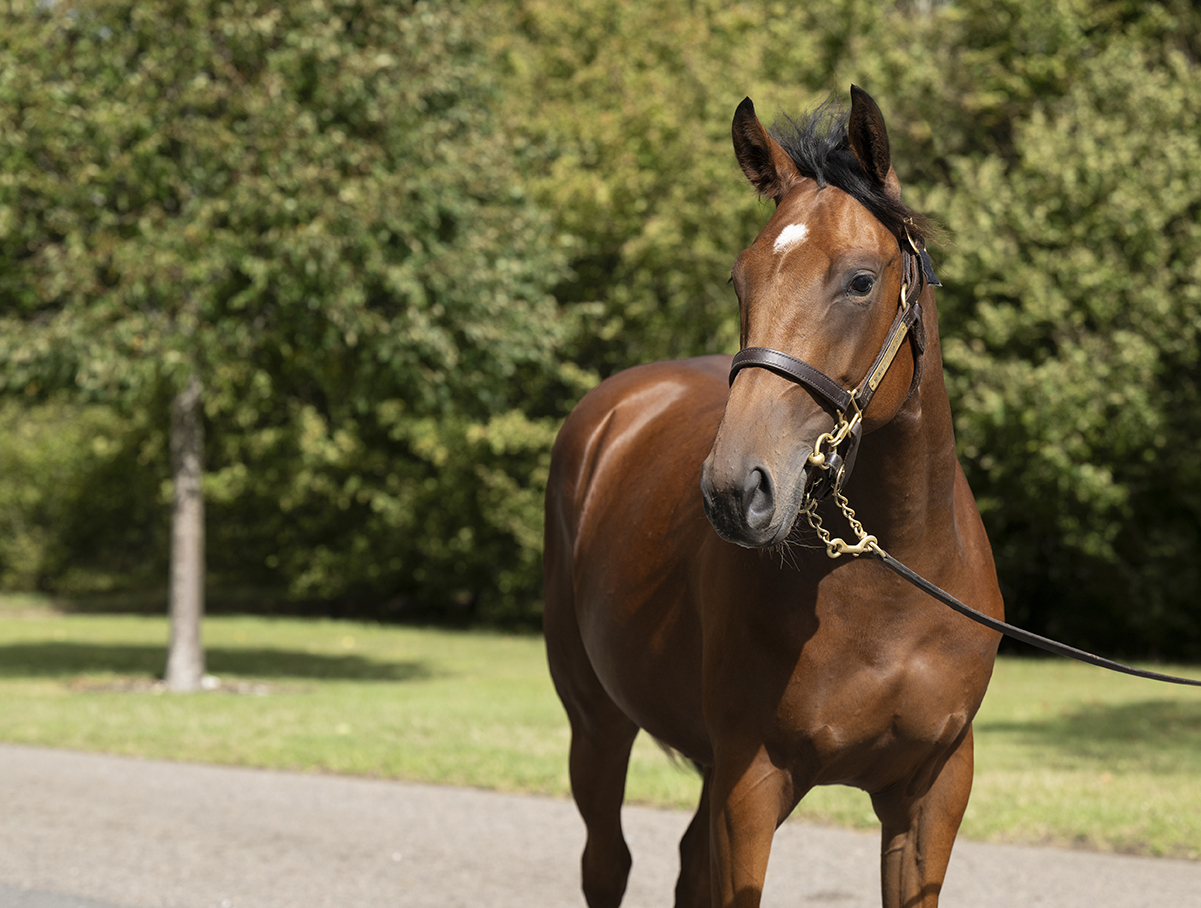 Lot 507 Wootton Bassett x Waldfabel-3 head