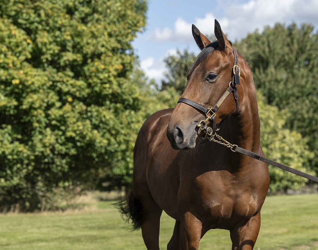 Lot 510 Sea The Stars x Wamika-2head