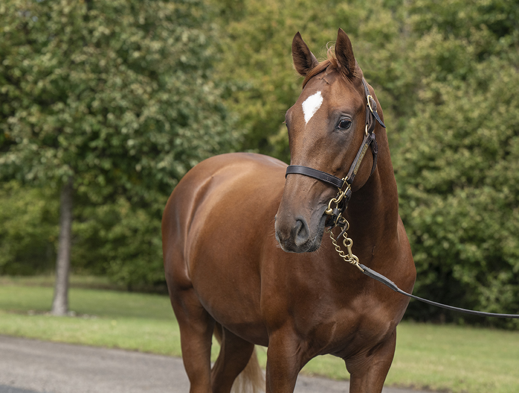 Lot 517 Lope De Vega x What Say You-2 head