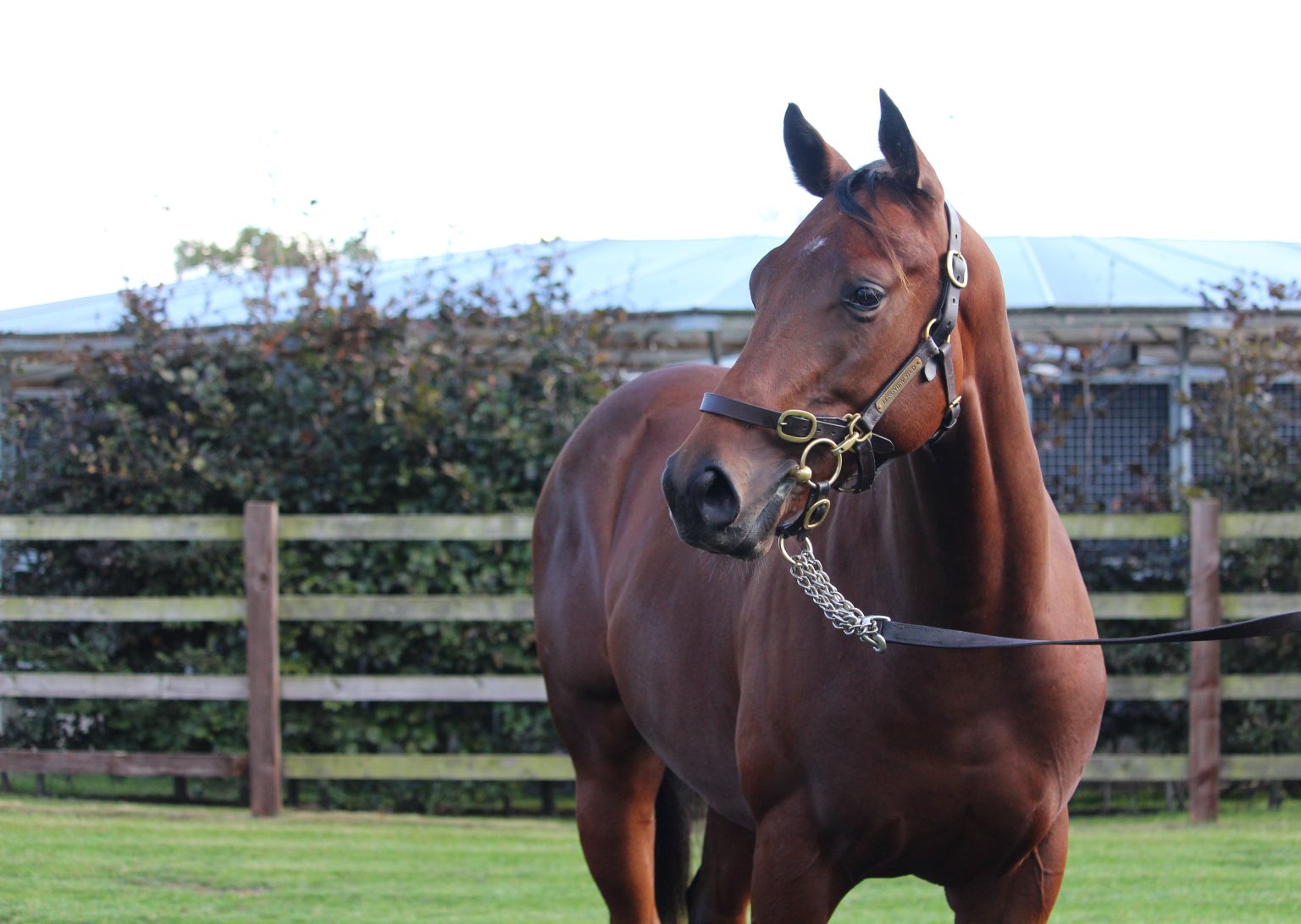 Lot 52 Blue Point x Beauty Stone HEAD