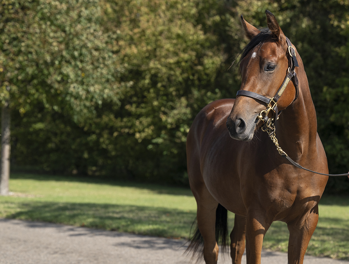 Lot 534 Ghaiyyath x Zeroua head
